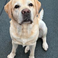 Per la monta, stupendo Labrador maschio