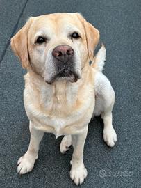 Per la monta, stupendo Labrador maschio