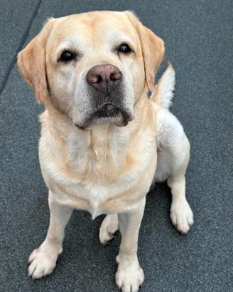 Per la monta, stupendo Labrador maschio