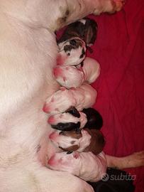 Cuccioli Di bull terrier standard