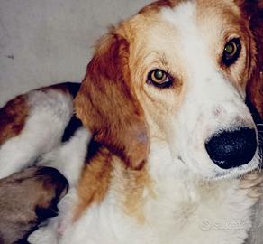 Simil Beagle -anni 4/5 circa