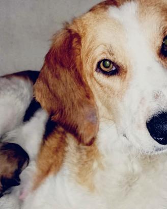 Simil Beagle -anni 4/5 circa