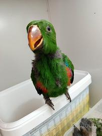 Pappagalli allevati a mano