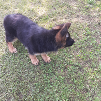 Cuccioli pastore tedesco