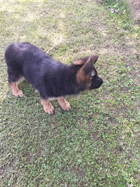 Cuccioli pastore tedesco