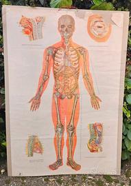 TAVOLA DI ANATOMIA UMANA VINTAGE MEDICINA CINESE