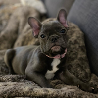 Bouledogue Francese Cuccioli