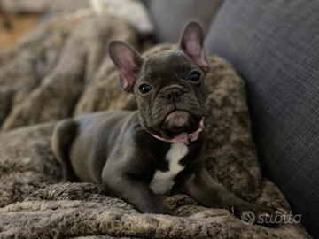 Bouledogue Francese Cuccioli