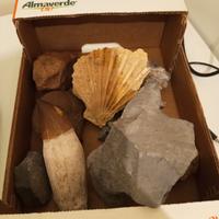  fossili & minerali 