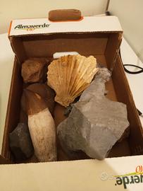  fossili & minerali 