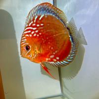 Discus, scalari , loricaridi