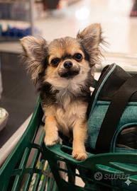 Chihuahua di pelo lungo femminuccia