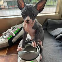 Gatto Sphynx