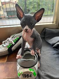 Gatto Sphynx