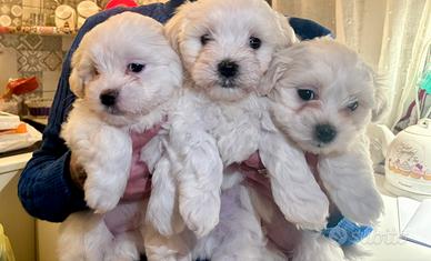 Cucciolo maltese toy