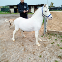 Pony Shetland