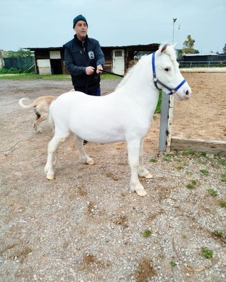 Pony Shetland