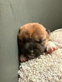 Shiba inu