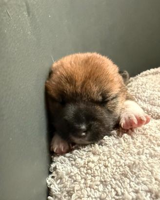 Shiba inu