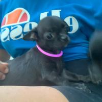 Cuccioli Chihuahua Toy maschi 3 mesi