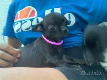Cuccioli Chihuahua Toy maschi 3 mesi