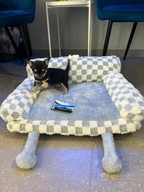 Chihuahua toy mini Black & tan