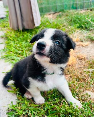Border Collie linea da lavoro