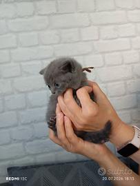 British shorthair in prenotazione