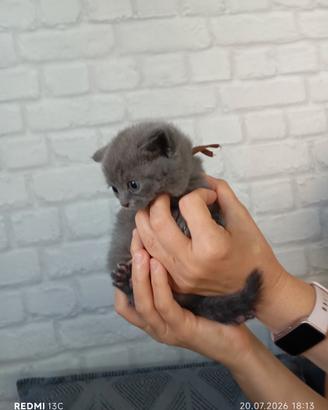 British shorthair in prenotazione