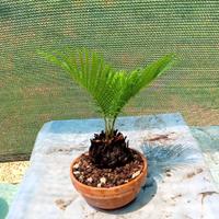 mini bonsai di cycas 