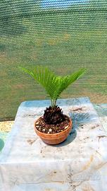 mini bonsai di cycas 