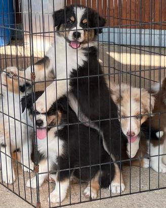 Cuccioli Pastore Australiano - SOLO 1 RIMASTO