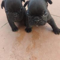 Ultimi bulldog francesi