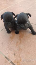 Ultimi bulldog francesi