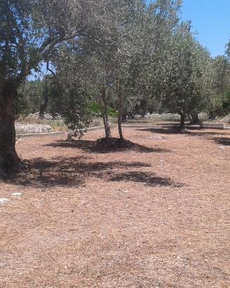 Terreno edificabile vicinanze mare