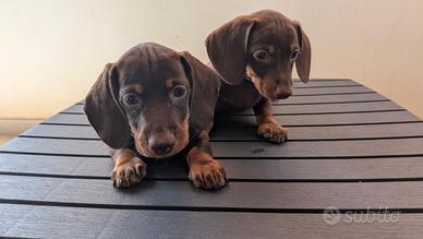 Cuccioli di bassotto con pedigree ENCI