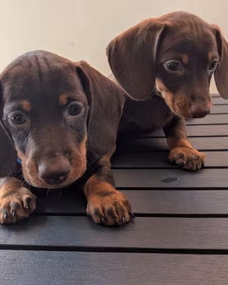 Cuccioli di bassotto con pedigree ENCI