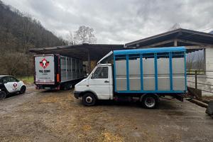 Daily trasporto animali