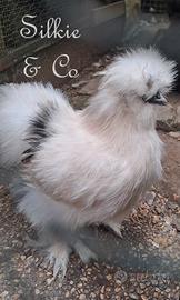 Stupendo gallo MOROSETA SILKIE PEZZATO