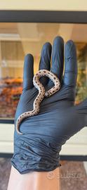 Heterodon nasicus