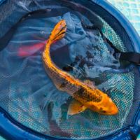 Carpa koi Kin Matsuba