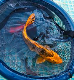 Carpa koi Kin Matsuba