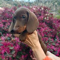 Bassottino pedigree Enci