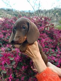 Bassottino pedigree Enci