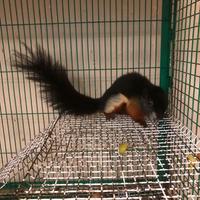 Scoiattolo tricolore