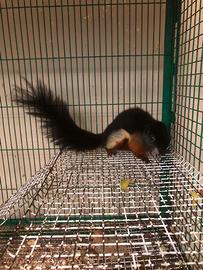 Scoiattolo tricolore