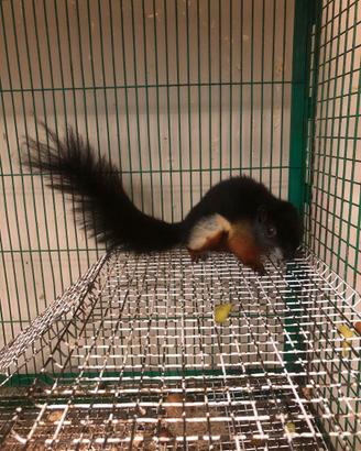 Scoiattolo tricolore