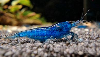 Caridine Blu Velvet selezionate