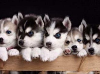 Cuccioli husky