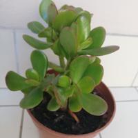 crassula ovata 